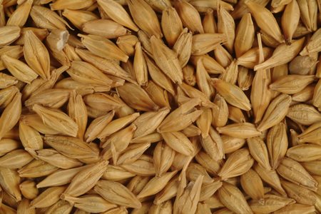 Barley, Cultivation Type : Natural