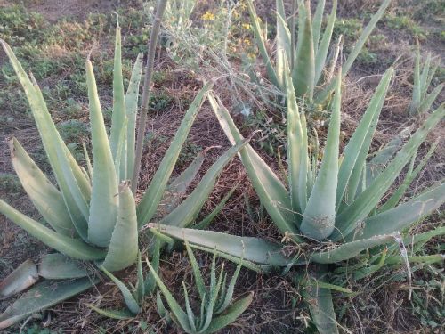 Aloe Vera Plants