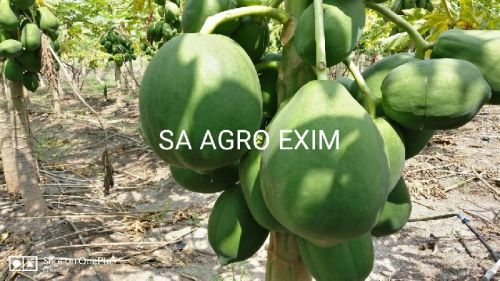 Common INDIAN PAPAYA, Taste : Sweet