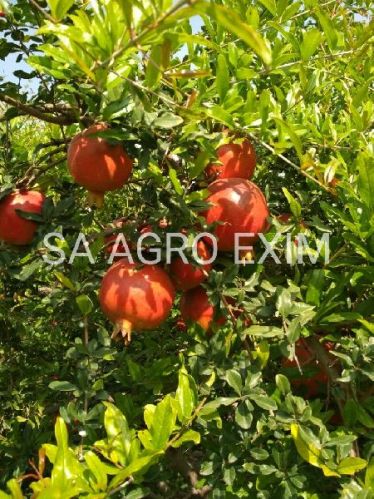 Indian Pomegranates