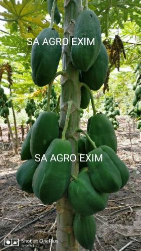Fresh papaya, Brand Name : SA Agro Exim Product
