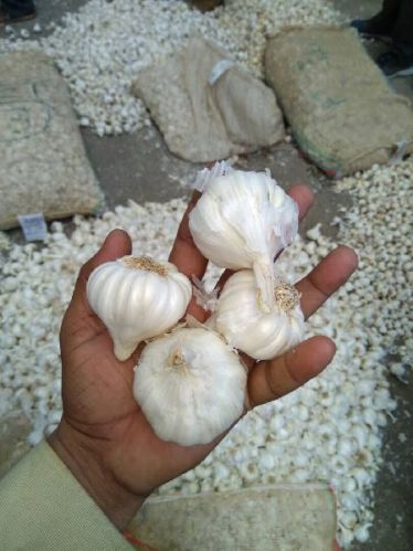 Garlic