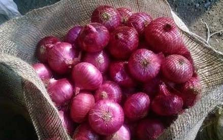 Common Fresh Red Onion, Size : Large, Medium