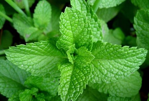 Fresh Mint Leaves