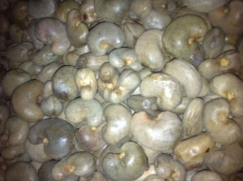 Raw Dry Cashew Nut In Shell (Human Consumption)