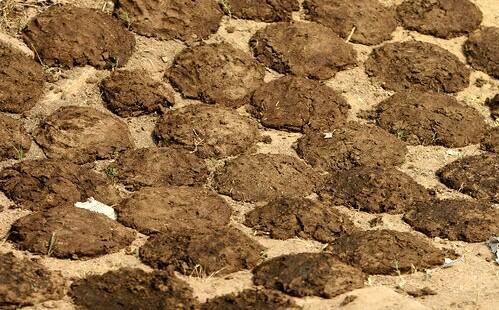 Cow Dung Cake