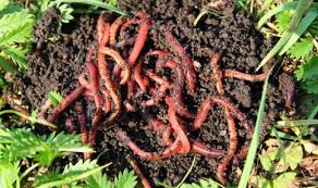 Vermicompost, Purity : 99%min, Moisture : 30 - 40% max