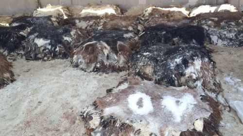 Drum Salted Goat Skin for Belt, Furniture, Garment, etc., Industrial