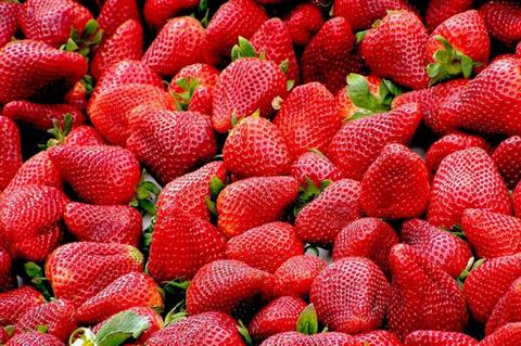 Fresh and Frozen Organic Strawberries