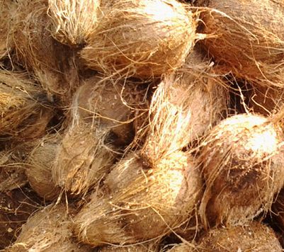 Fresh coconut Form : Solid