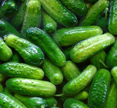 Fresh Gherkins