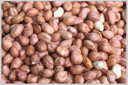 Peanut Kernels