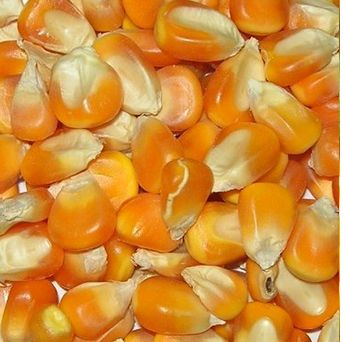 Yellow maize, Shelf Life : 6-12 Months