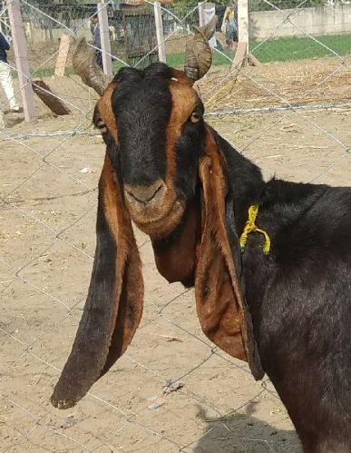 20-30 Kg Kota Female Goat For Hotel, Household, Mess, Restaurant