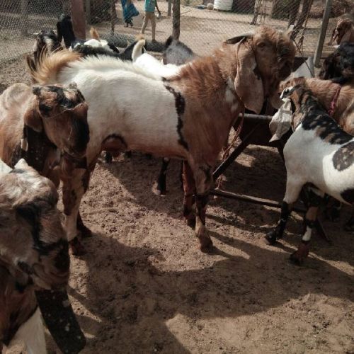 Totapuri Big Male Goat