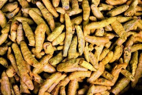 Turmeric Roots