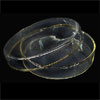 Petri Dish With Cover