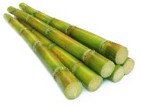 Humol G Sugarcane