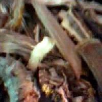 Natural Taggri Roots, Botanical Name : Valeriana Wallichi