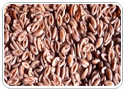 Psyllium Seed