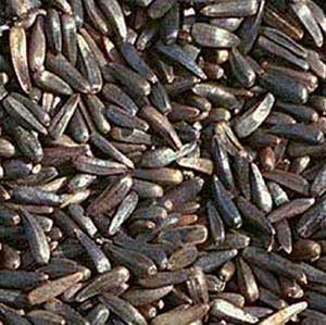 Organic Niger Seeds, For Agriculture, Medicinal, Style : Dried