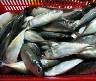 Frozen Indian Mackerel Fish