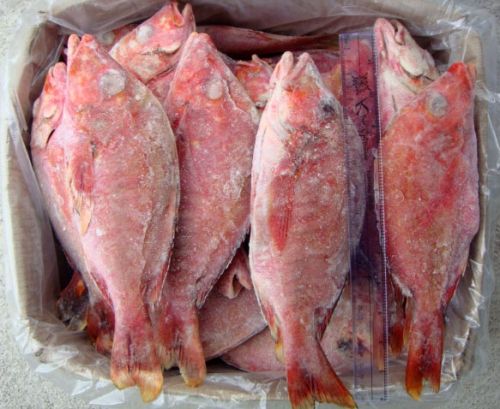 Frozen Red Snapper Fish