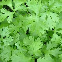 Dehydrated Coriander Leaves