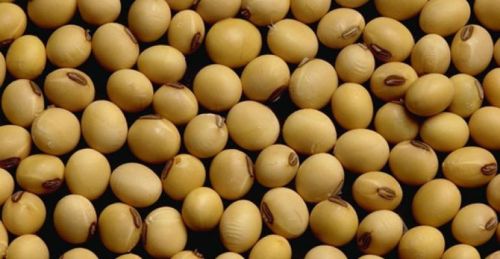 Soybean Seeds
