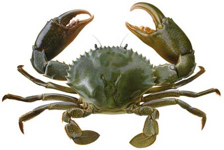 Mud Crab