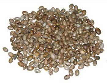 Castor seeds, Moisture : 9%