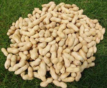 Groundnut Seeds