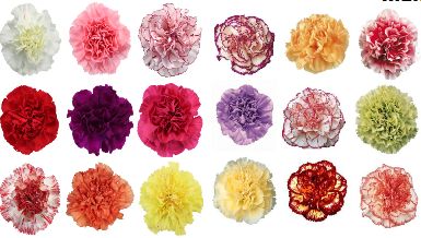 Carnation Flower Seeds, Packaging Type : PP.bag, Plasric Pouch