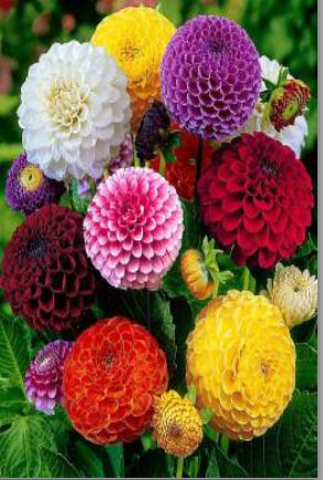 Dahlia Flower Seeds