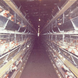 Battery Cage