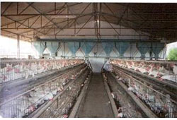 Layer Cage With Hopper Feeding System