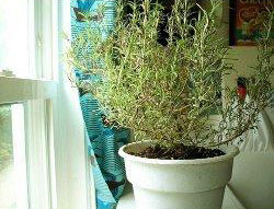 Rosemary Plant