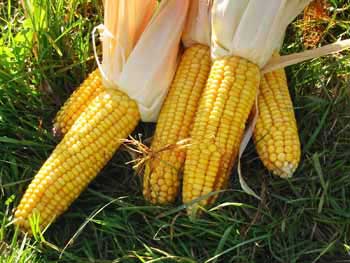 Natural Maize, For Animal Food