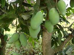 Amrapali Mango Plants