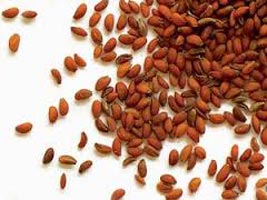 Halim Seeds