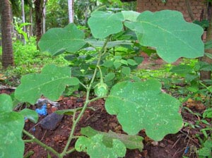 Solanum Xanthocarpum