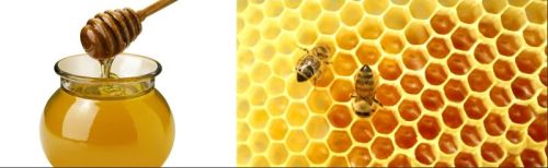 Honey, Packaging Type : Plastic Bottle