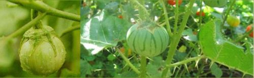Solanum Xanthocarpum