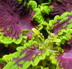 Coleus Extract