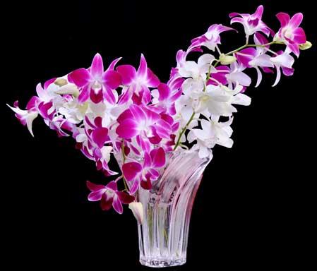 Dendrobium Orchid Flowers