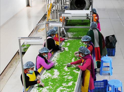 Frozen Peas Processing Plant