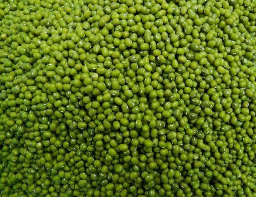 Common Round Green Mung Bean