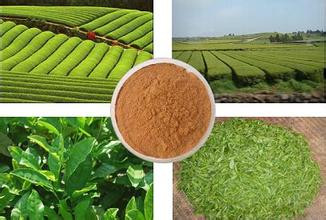 Green Tea Extract, Brand Name : NKT, Form : powder
