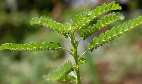 Phyllanthus Amarus