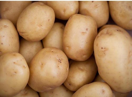 Oval Natural Table Potato, For Cooking, Snacks, Packaging Type : Jute Bag, Plastic Bag